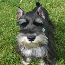 Miniature Schnauzers from Ivies House of Schnauzers