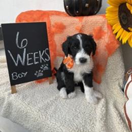 Green - Black and white male Sheepadoodle puppy in Whittier, California from HOUSE OF DOODLES