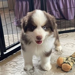 Trace - Red merle male Miniature American Shepherd puppy in Garysburg, North Carolina from Schaefer's Miniature American Shepherds