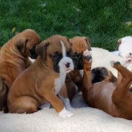 Boxers from Hi Desert Boxers