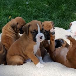 Boxers from Hi Desert Boxers