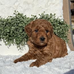 Nick - Red  male Poodle puppy in Bakersfield, California from California Red Poodles