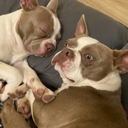 Boston Terrier All Grown Up from Nettles Nuggets