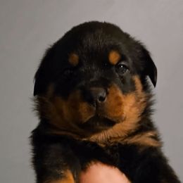 Grey Collar Boy 4 - Black and mahogany male Rottweiler puppy in Shepherdsville, Kentucky from Rottie Squad Kennel