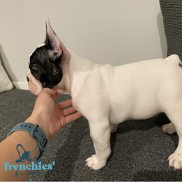 French Bulldog Puppies from Frenchies’ Bakery