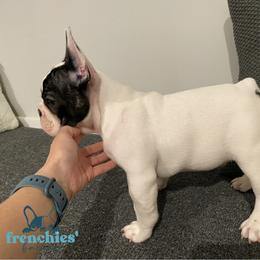 French Bulldog Puppies from Frenchies’ Bakery