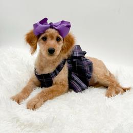 Debbie - Apricot female Goldendoodle puppy in North Carolina from NC Doodle Puppies