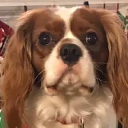 Cavalier King Charles Spaniels from Puppies of Newington