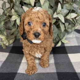 Steve - Black - Red male Cavapoo puppy in South Jordan, Utah from Simply Sweet Paws. LLC