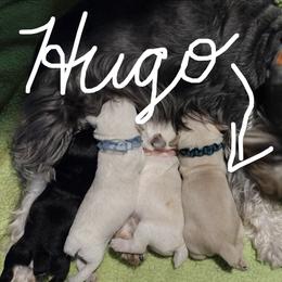 Hugo - White male Miniature Schnauzer puppy in Carriere, Mississippi from Pea Patch Schnauzers