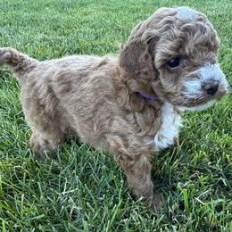 Goldendoodle Puppies from Maple Blossom Doodles