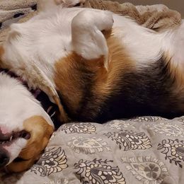 Pembroke Welsh Corgis from Sassafras