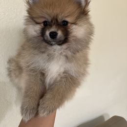 Princesa - Orange female Pomeranian puppy in Glendale, Arizona from Fam. Pomerania
