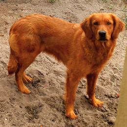 Heart - Golden Retriever