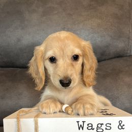 Susie - Cream female Dachshund puppy in Stuart, Iowa from Johnson Family Corgis and more