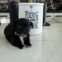 Tiny Pearl 4,900 - Black and white female Chihuahua puppy in Burleson, Texas from Tiny Diiamond Chihuahua