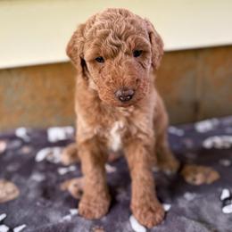Trigger - Apricot male Aussiedoodle puppy in Holly Springs, North Carolina from Whiskey River Doodles