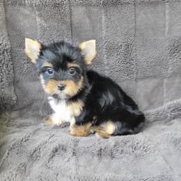 Lucky - Black and gold male Yorkshire Terrier puppy in Middleton, Idaho from Rocky Mountain Yorkies