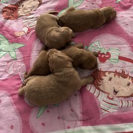 Girl 1 - Dark golden female Golden Retriever puppy in Corona, California from Brisas Goldens