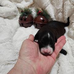 Boy 1 - Black male Whoodle puppy in O'neill, Nebraska from Willowdale Doodles