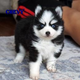 Chevy blue eyed boy - Black and white male Pomsky puppy in Frazeysburg, Ohio from Mountain High Kennels