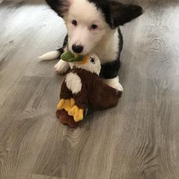 Boy 1 - Black and white Cardigan Welsh Corgi puppy in Tennessee from Ace of Hearts