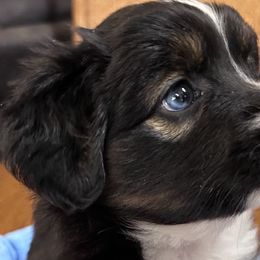 BLUEBERRY - Black tri Miniature Australian Shepherd puppy in Omak, Washington from Willow Flats Kennels