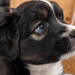 BLUEBERRY - Black tri Miniature Australian Shepherd puppy in Omak, Washington from Willow Flats Kennels