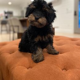 Goldendoodle, Havanese, and Havapoo Puppies from Lady Paws Puppies