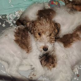 Wire Fox Terrier Puppies from Colorado Wire Fox Terriers