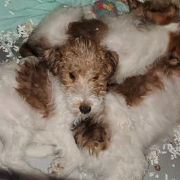 Wire Fox Terrier Puppies from Colorado Wire Fox Terriers