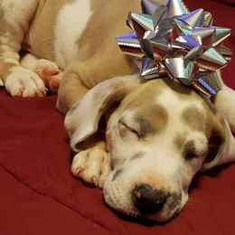 Australian Shepherd and Great Dane Puppies from Red Cloud Australian Shepherds and DeGray Great Danes