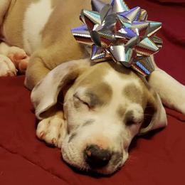 Australian Shepherd and Great Dane Puppies from Red Cloud Australian Shepherds and DeGray Great Danes