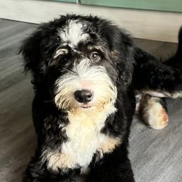 Assorted Doodle Crosses, Aussiedoodles, Bernedoodles, Cavapoos, Goldendoodles, and Sheepadoodles from Happy Top Doodles