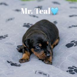 Mr Teal Collar - Black and rust male Doberman Pinscher puppy in Poolville, Texas from Tx Pups