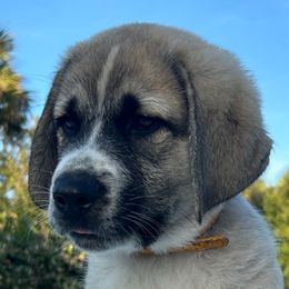 CJ - Fawn male Anatolian Shepherd Dog puppy in Fort Pierce, Florida from Quiet Waters