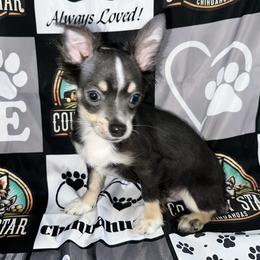 Bubba 7347 - Black and tan male Chihuahua puppy in Palmyra, Indiana from Country Star Chihuahuas