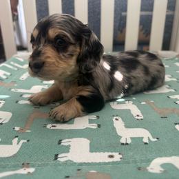 Jack - Dapple male Dachshund puppy in Kissimmee, Florida from Dazzling Frenchies and Doxies