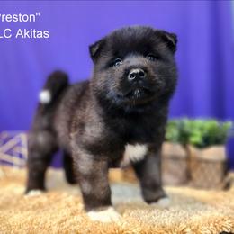 AKC Preston - Black, brown undercoat male Akita puppy in Chillicothe, Missouri from TLC Akitas