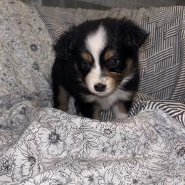Toy Australian Shepherd Puppies from Carlsbad Toy Aussies