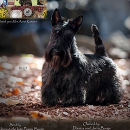Marley - Scottish Terrier