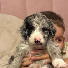 Teddy - Blue merle male Aussiedoodle puppy in Four Oaks, North Carolina from RoseWest Farms