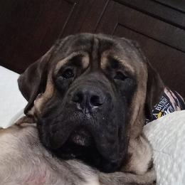 Mastiffs from Moonshine English Mastiffs