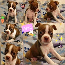 Vera-reserved - Seal brindle and white female Boston Terrier puppy in South Of Boston, Massachusetts from Boston Collections