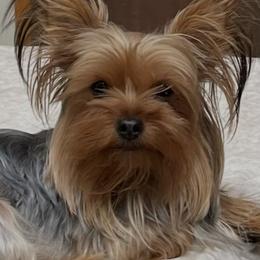 Missy - Yorkshire Terrier