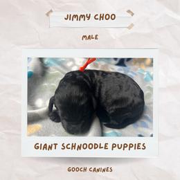 Schnoodle Puppies from Gooch Canines (Giant Schnoodles)