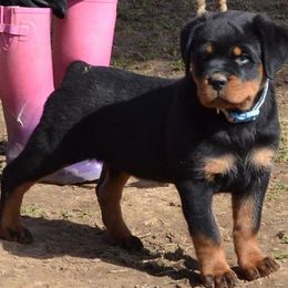 Rottweilers from Von Den Eichen Berg Rottweilers