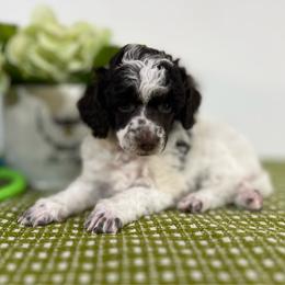 Marigold - Parti female Poodle puppy in Nixa, Missouri from Foxtrot Farm Poodles