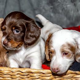 Dachshunds from Muddy Clyde