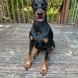 Kyoto - Black and rust female Doberman Pinscher puppy in Old Bridge, New Jersey from Wizard Ost Revolution kennel